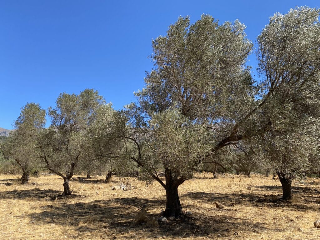 a landscape of trees with clear blue sky in the background